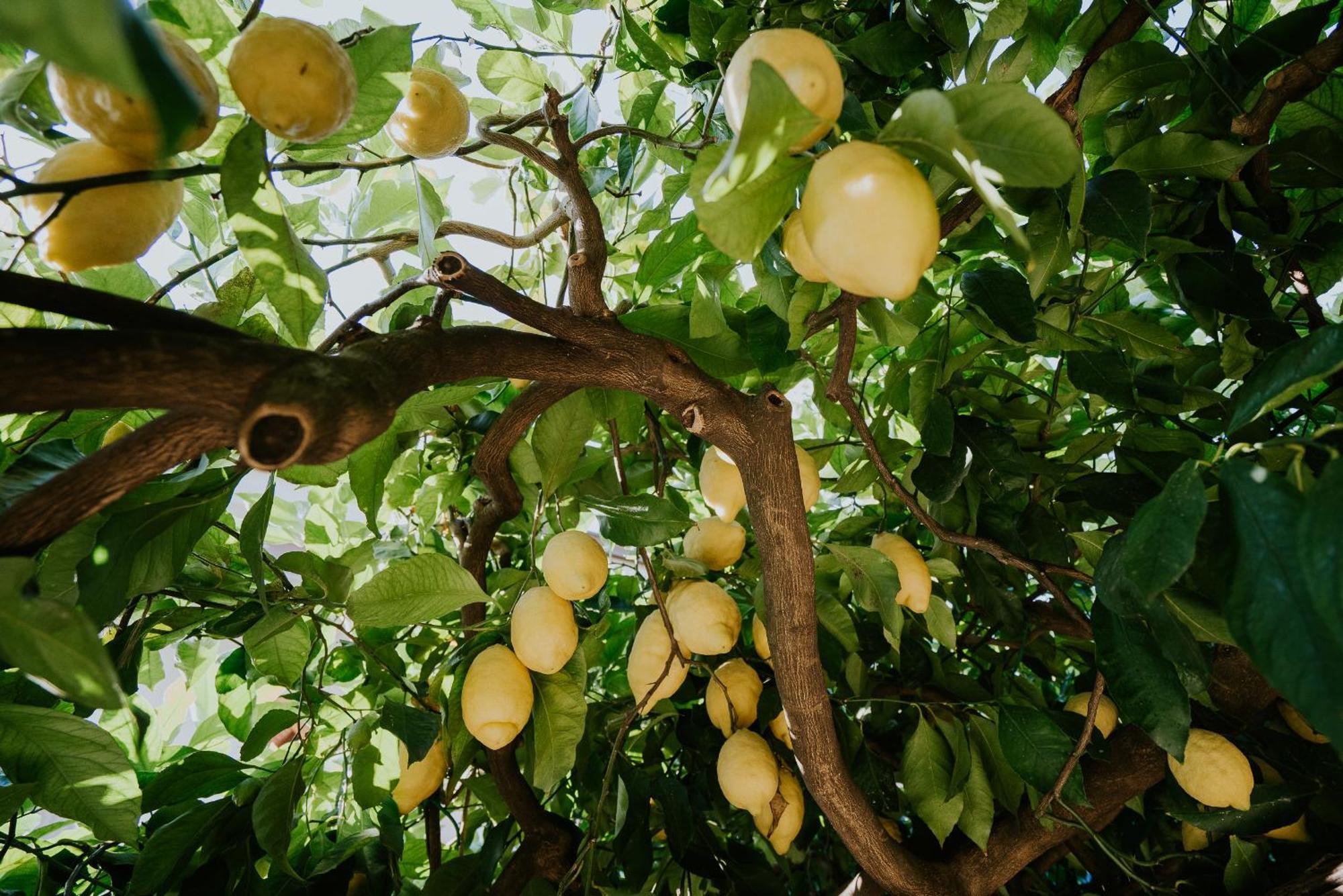 Апартаменти Il Giardino Dei Limoni Polvica Екстер'єр фото